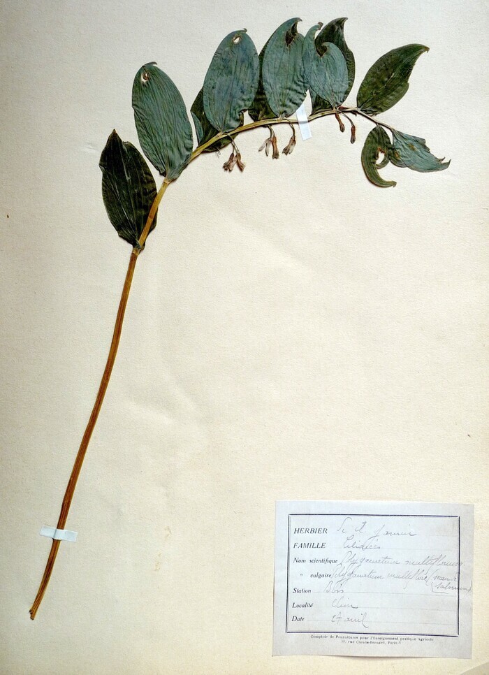 Découverte de l’herbier de Ferdinand Jamin, Place de la Terrasse 44210 Pornic, Pornic