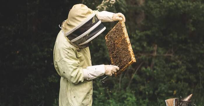 Découverte de l&rsquo;univers des abeilles et de l&rsquo;apiculture, Cobee Les Butineuses de la Salmonais, Cordemais