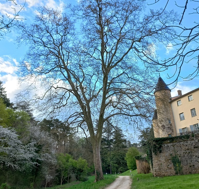 Découverte des arbres du parc du château de Curis Parc du Château de Curis au Mont d'Or Curis-au-Mont-d'Or