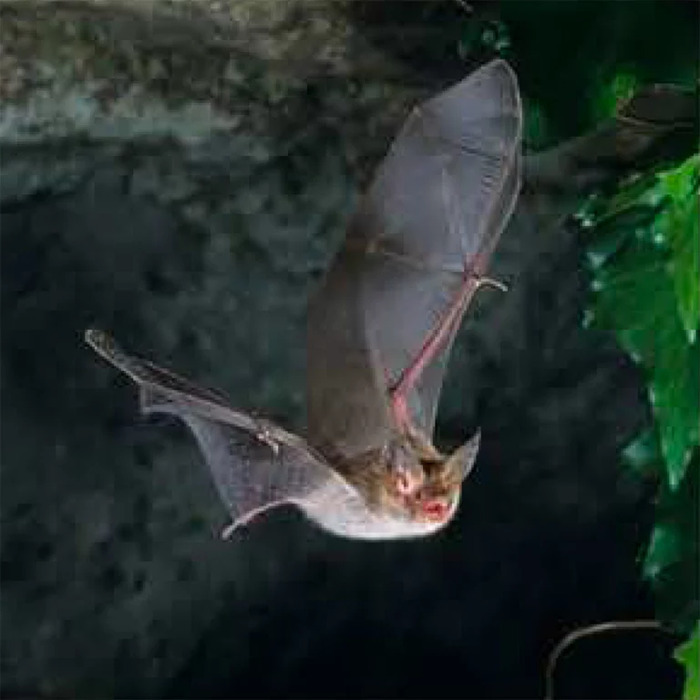 Découverte des chauves-souris à la cathédrale de Linard, Cathédrale de Linard, Neuvy-Deux-Clochers
