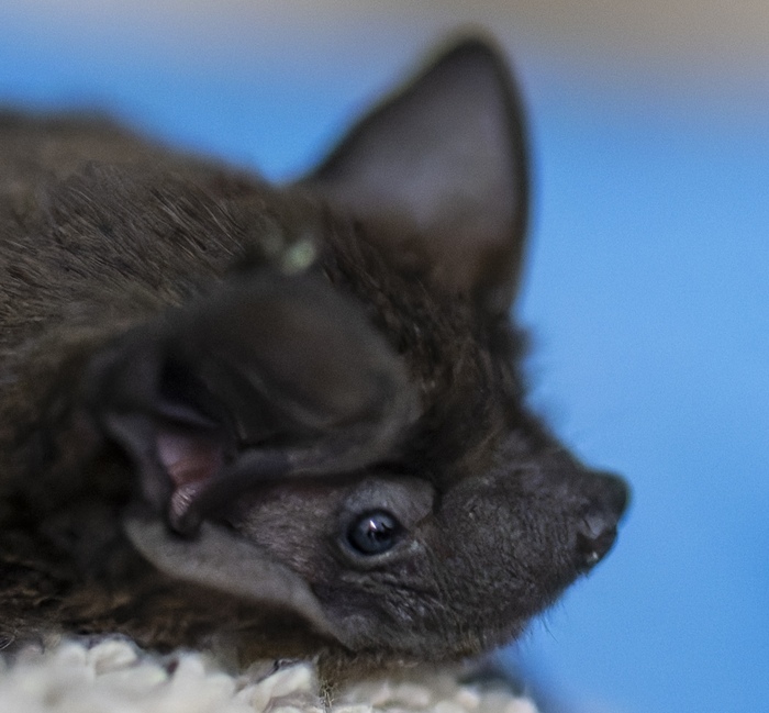 Découverte des chauves-souris en Lorraine, Site du jardin nature LPO, Valleroy