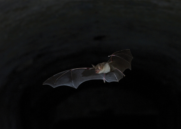 Découverte des chauves-souris Parc Laubenheimer de Nérac Nérac