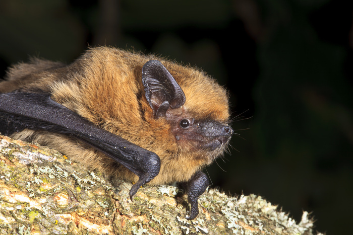Découverte des chauves-souris, Réserve Naturelle Régionale des étangs de Belval-en-Argonne, Belval-en-Argonne