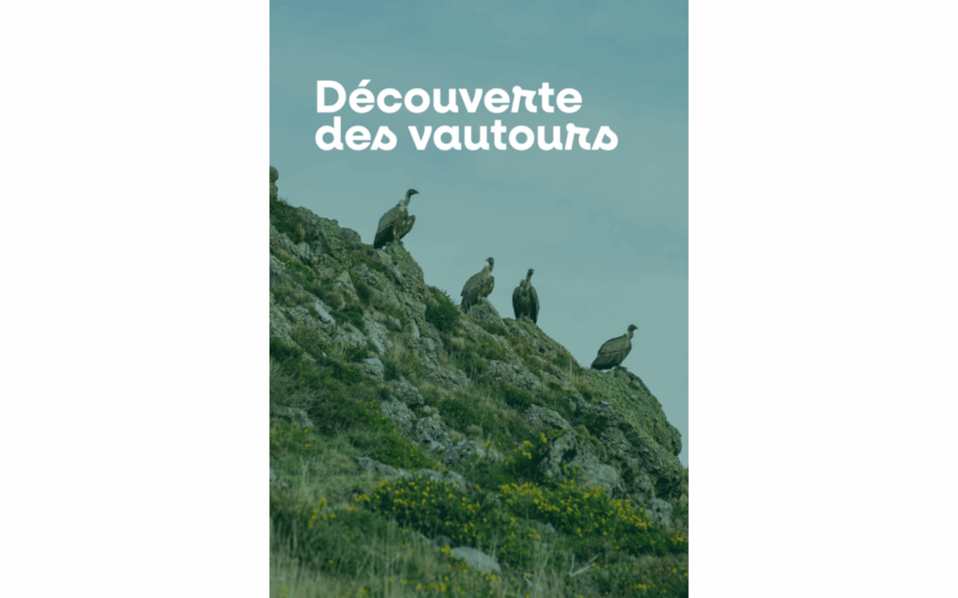 Découverte des vautours D19 Larrau