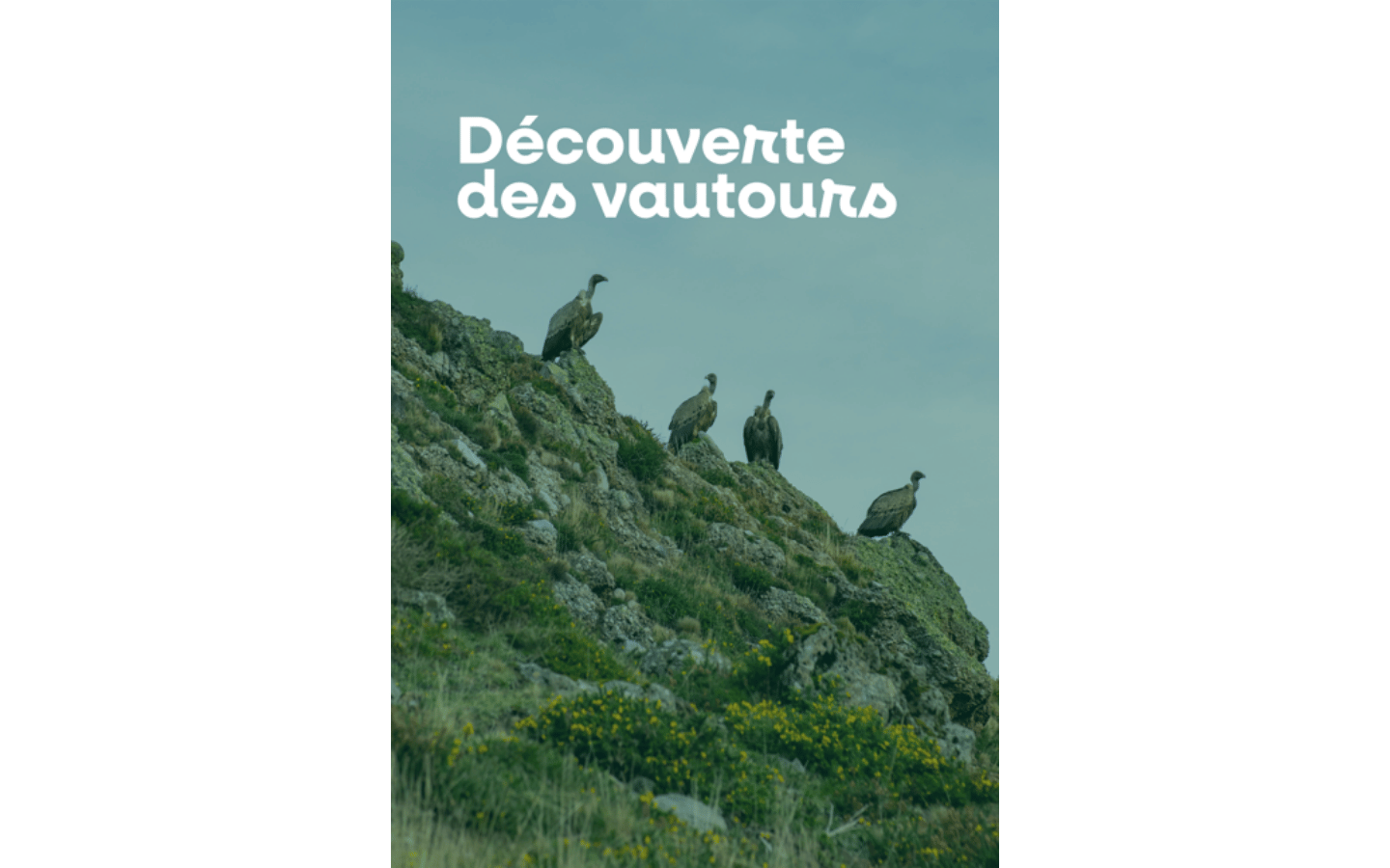 Découverte des vautours Accueil des Chalets d'Iraty Larrau 2026-08-21