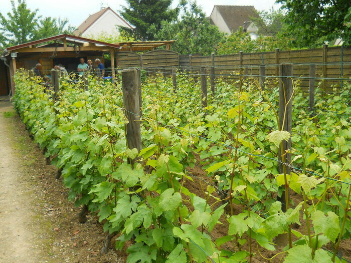Découverte du vignoble de Saint-Martin avec dégustation du Ginglet 2025, Vignoble de la commune libre de Saint-Martin, Pontoise