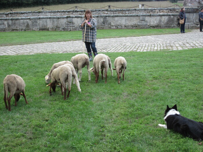 Démonstration de chiens de berger, Château du Mesnil Voysin, Bouray-sur-Juine