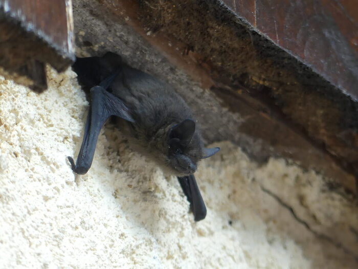 Des chauves-souris et des Refuges LPO, Loroux-Bottereau, Le Loroux-Bottereau