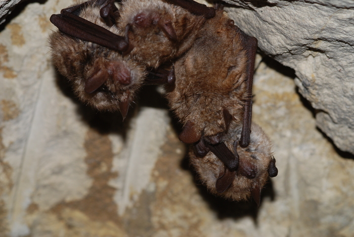 Des vieilles pierres, la nuit et des chauves-souris, Abbatiale – Saint-Philbert-de-Grandlieu, Saint-Philbert-de-Grand-Lieu