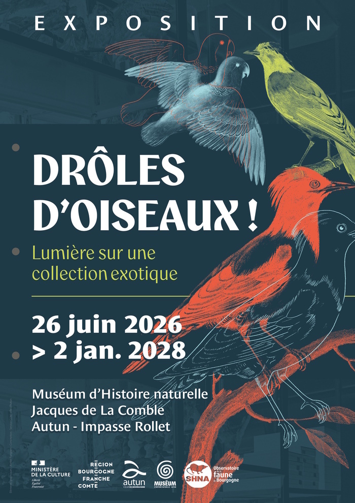 Drôles d’oiseaux : lumière sur une collection exotique (visite guidée de l’exposition temporaire), Museum d’histoire naturelle, Autun