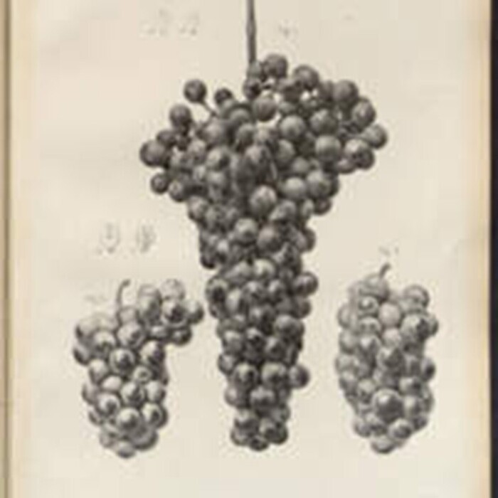 Entre dunes et vignes : le patrimoine naturel dans les collections anciennes des Bibliothèques universitaires de Bordeaux, Bibliothèque Universitaire des Sciences de l’Homme, Bordeaux
