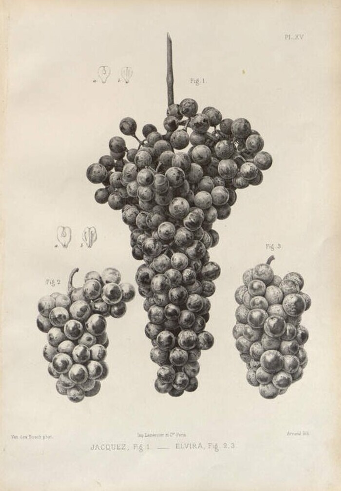 Entre dunes et vignes : le patrimoine naturel dans les collections anciennes des Bibliothèques universitaires de Bordeaux Bibliothèque Universitaire des Sciences de l'Homme Bordeaux