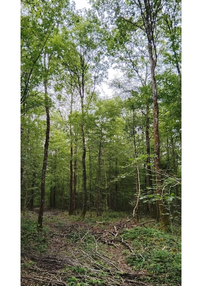 Explorez une forêt domaniale Forêt domaniale de Macey Montgueux