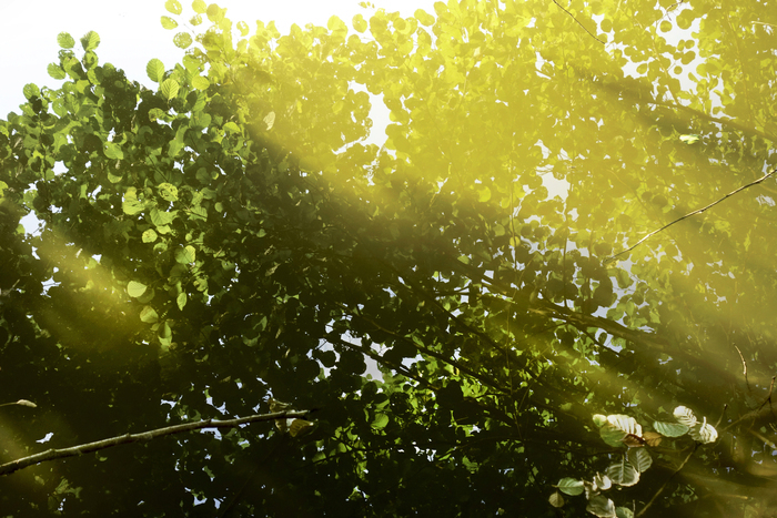 Exposition Apparitions : les mystères de la forêt, la parole des arbres, l’esprit de l’eau… – Michel CRESP, Médiathèque Charles Nègre, Grasse