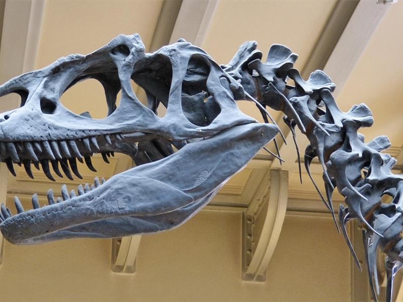 Exposition de dinosaures Colmar