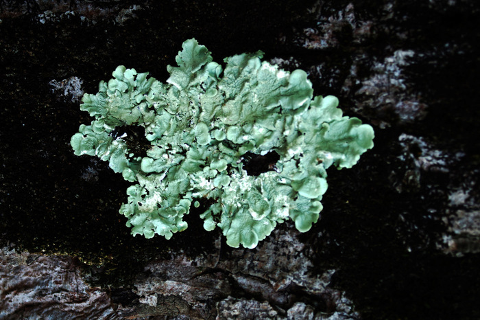 Exposition de LOUVE DELFIEU Liens Invisibles, MARTINE MOUGIN Mousses et Lichens – PAPIERS D’ART, PAPIERS D’ART, Paris