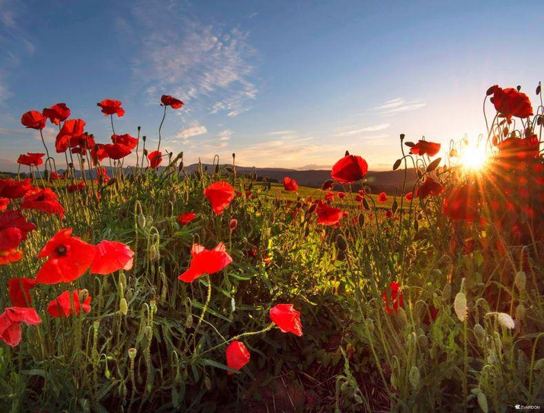 Exposition Les Couleurs de l’été Marlenheim