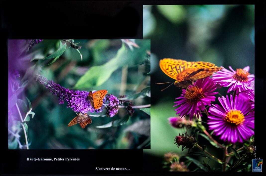 EXPOSITION LES PAPILLONS Merville