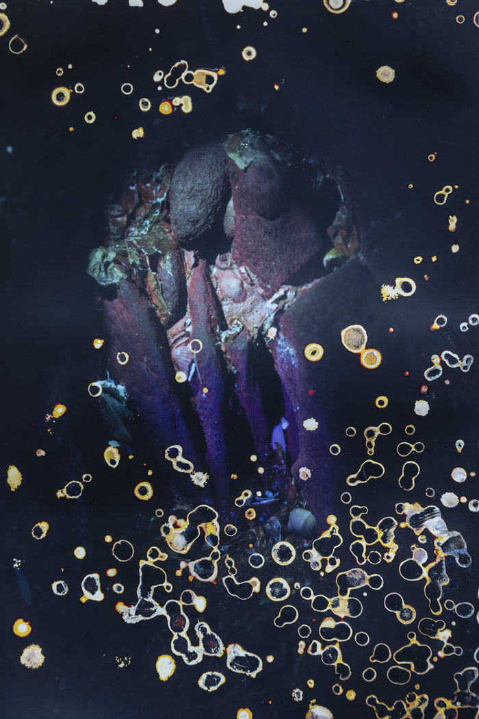 Exposition « Red bloom. Photographies d&rsquo;Alice Pallot », Jardin des plantes, Montpellier