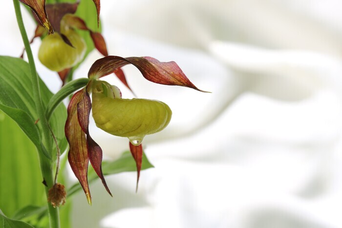 Expositions photographiques sur « La faune et la flore et les paysages » et sur « Les Orchidées sauvages de Haute-Marne », Office de Tourisme, Bourbonne-les-Bains