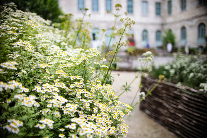 Flânez dans le jardin de plantes médicinales de l&rsquo;Hôtel-Dieu, Hôtel-Dieu-le-Comte, Troyes