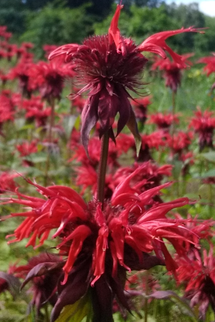 Fleurs comestibles à croquer… Île de Vassivière Beaumont-du-Lac