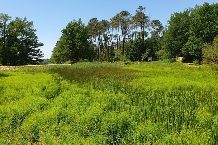 Flore de la Double périgourdine : entre boisements et zones humides à la Jemaye, Parking à l’est du site (départ du parcours santé), La Jemaye-Ponteyraud