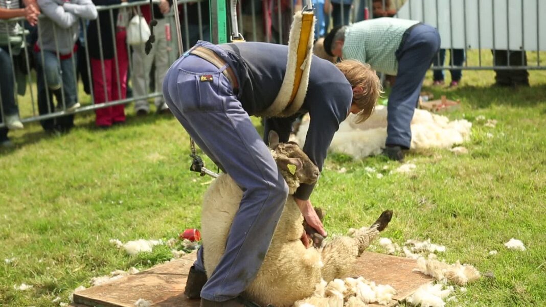 Foire aux moutons de Jobourg La Hague