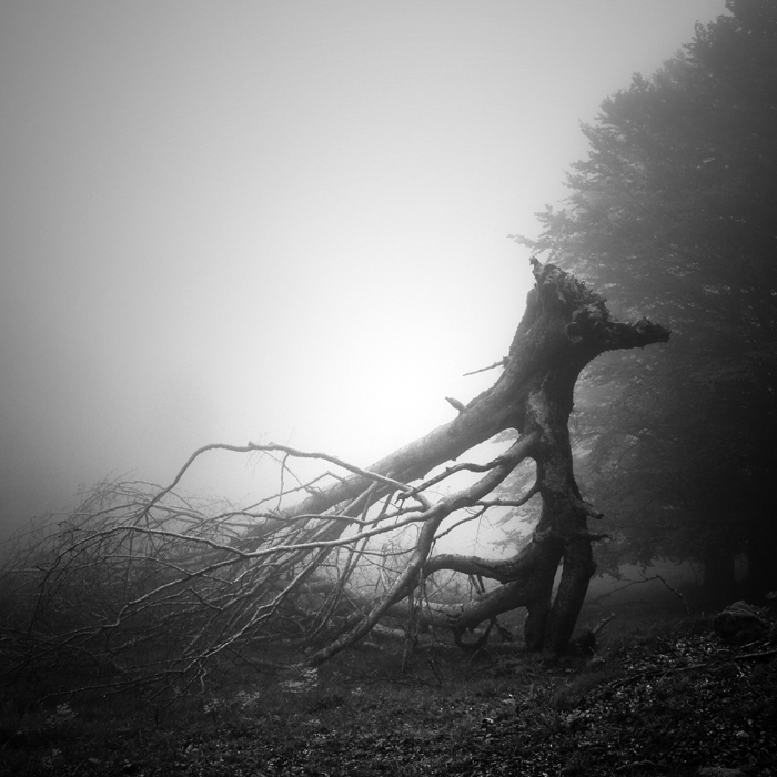 Forêts pyrénéennes Médiathèque Grand Auch Coeur de Gascogne Auch