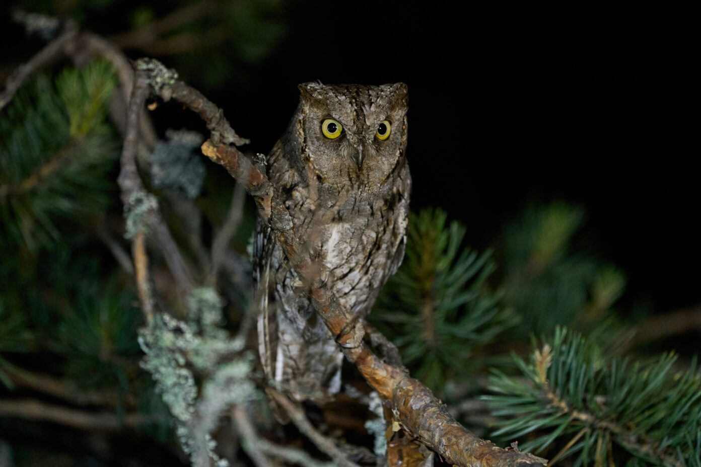 Hibou rando Camps-Saint-Mathurin-Léobazel