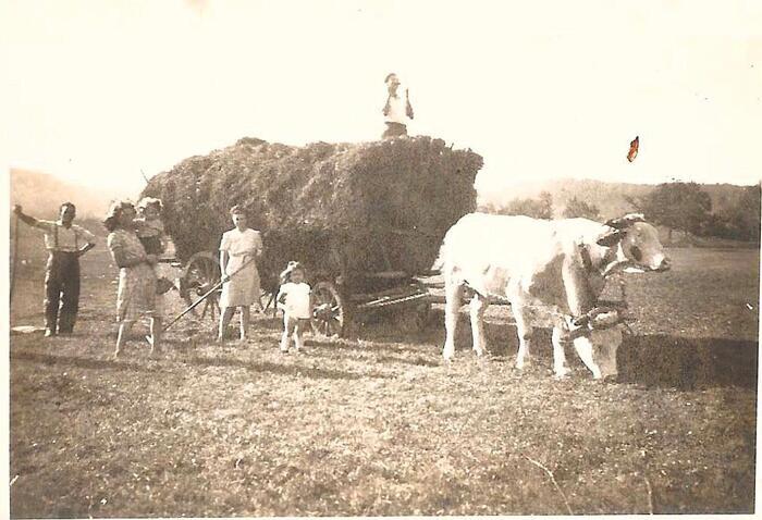 Histoire de la ferme La petite ferme Weinbourg