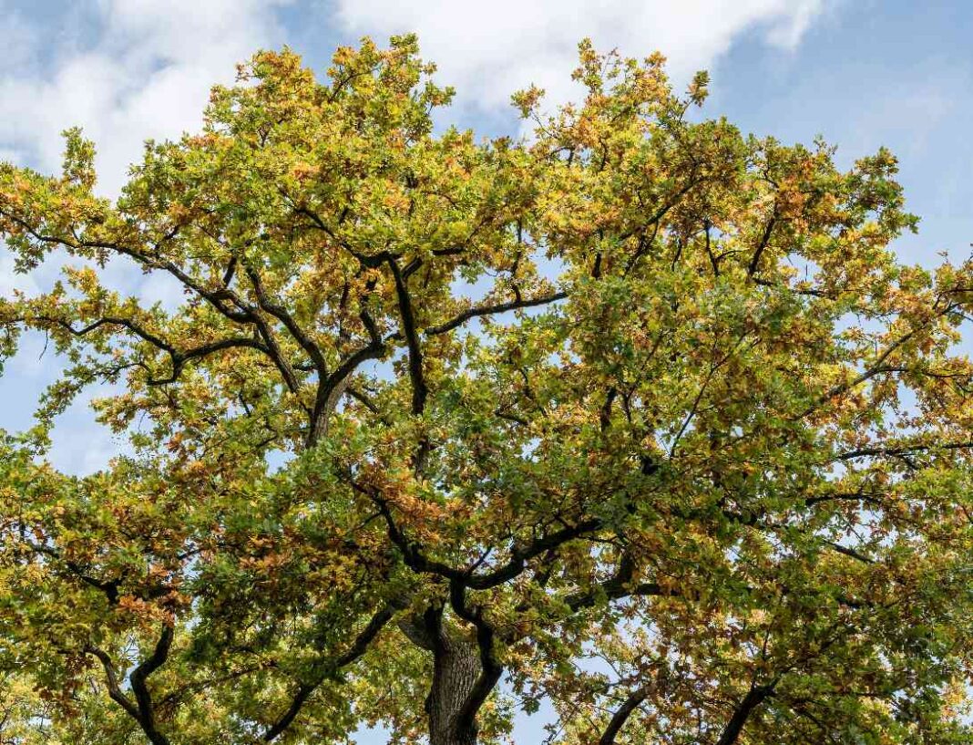 Histoires en familles Auprès de mon arbre Colombelles