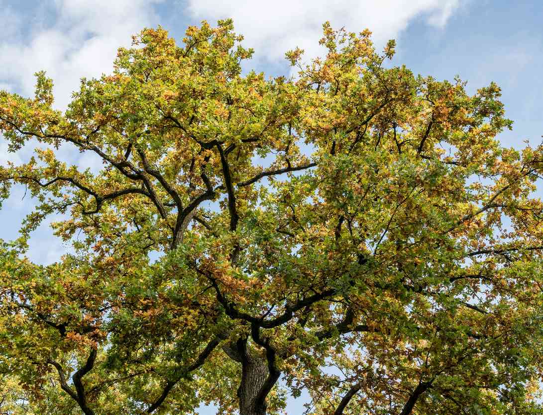 Histoires en familles Auprès de mon arbre 10 Rue Elsa Triolet Colombelles 2026-09-30