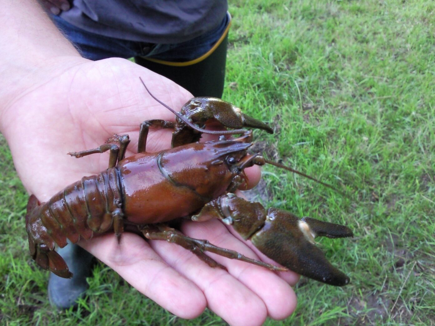 Initiation pêche à l’écrevisse Maison des Grands Lacs Montsauche-les-Settons