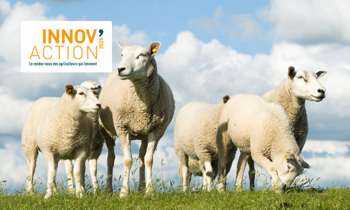 INNOV&rsquo;ACTION – Rencontre régionale ovine (72), Salle des fêtes, Dissé-sous-le-Lude (72), Le Lude