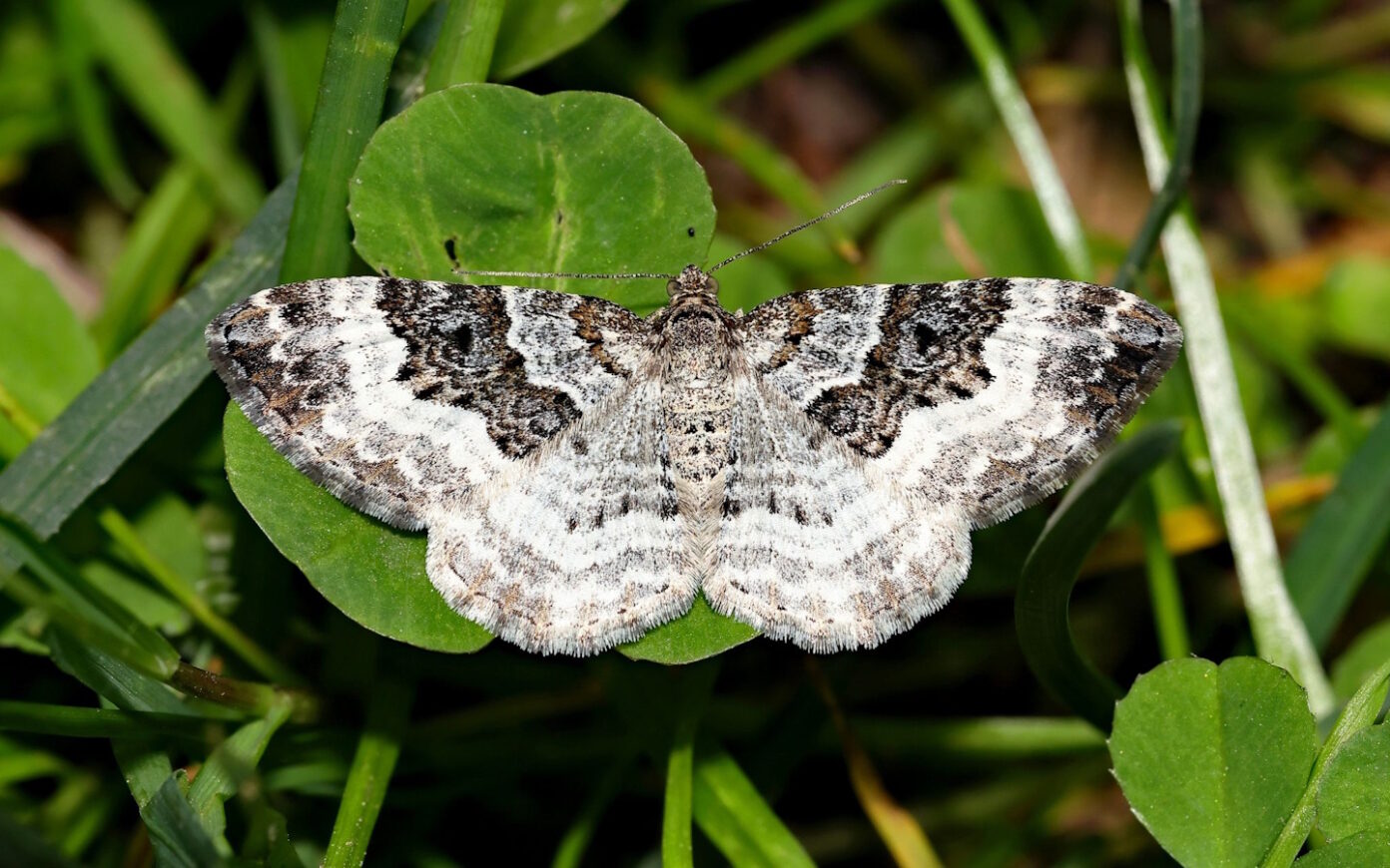 Inventaire des papillons de nuit Jardin botanique littoral Saint-Jean-de-Luz