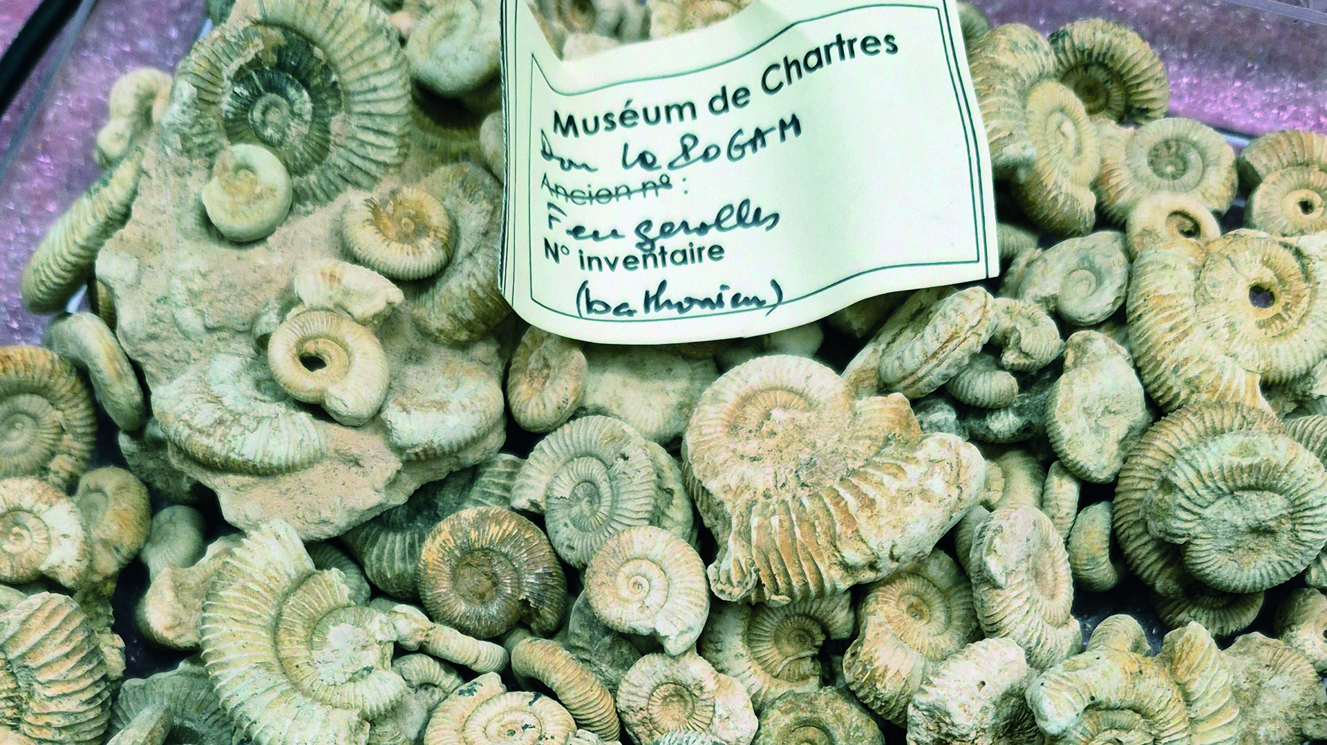 Jeudis de l'archéologie Histoire du Muséum d’histoire naturelle de Chartres les collections paléontologiques 1 Boulevard Maurice Viollette Chartres 2026-10-29