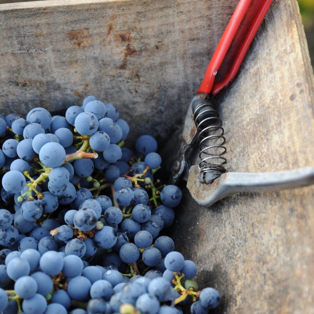 Journée vendanges au Château De La Croix Château De La Croix Ordonnac