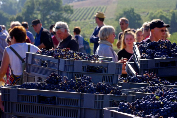 Journée vendanges au Château Réaut Château Réaut Rions