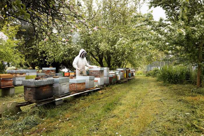 Journées portes ouvertes dans une exploitation malouine BeeZH API Miniac-Morvan