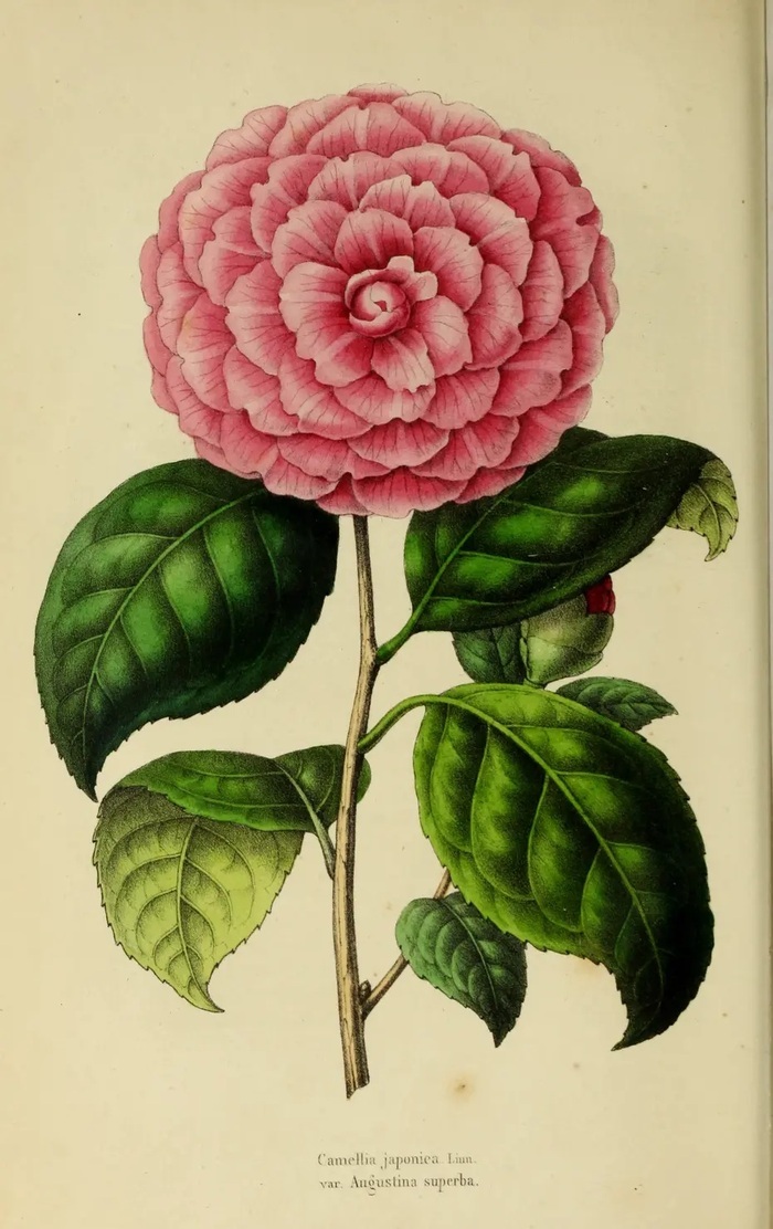 La bibliothèque de la Société d’horticulture, 180 ans de recherche, Parc Bortoli, Marseille