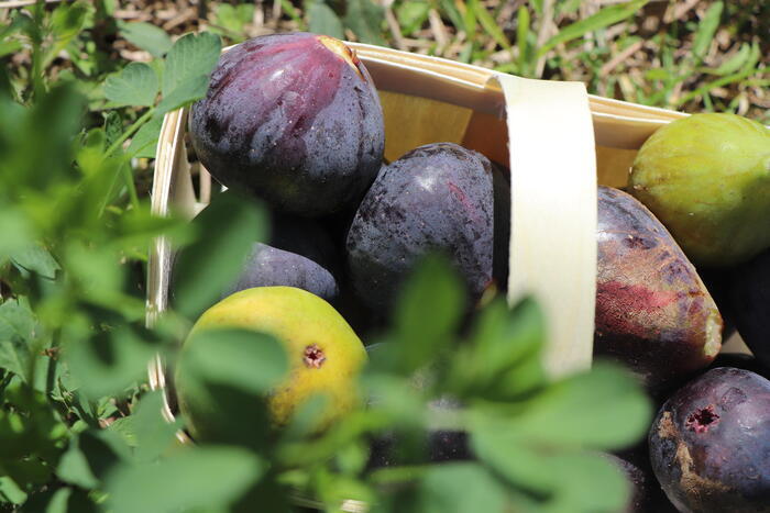 La figue, une espèce fruitière généreuse et attachante, Les Terrasses du Bosquet, Alès
