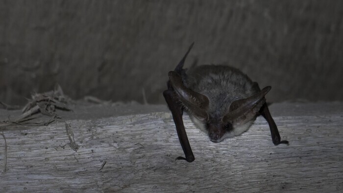 La nuit de la chauve-souris, museum d’histoire naturel de Toulouse, Toulouse