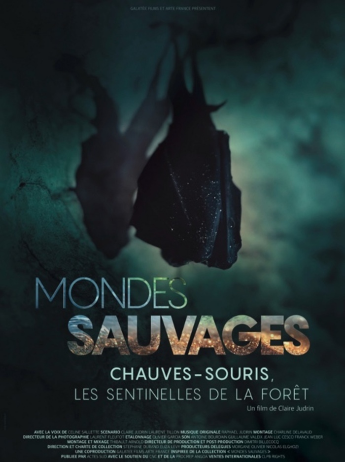 La Nuit de la Chauve-souris, Salle de spectacle – St Hippolyte du Fort, Saint-Hippolyte-du-Fort