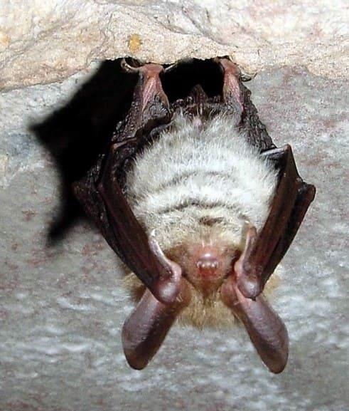 La nuit des chauves-souris  Philippsbourg