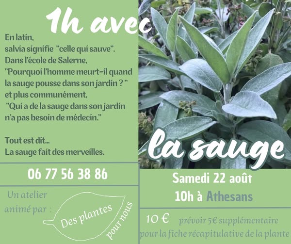 La sauge Atelier Des plantes pour nous  Athesans-Étroitefontaine
