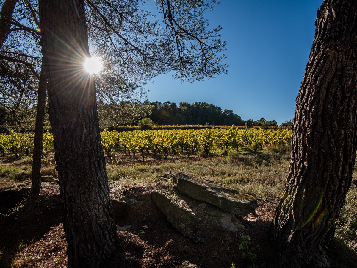 LA TOUR BOISÉE EN BALADE 1 Rue du Château d'Eau Laure-Minervois 2026-08-18