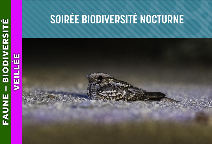 LANDES DE GASCOGNE – Soirée biodiversité nocturne, Lugos (33830), Lugos