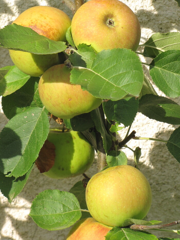 Le goût des fruits Médiathèque municipale de Coulombs Coulombs