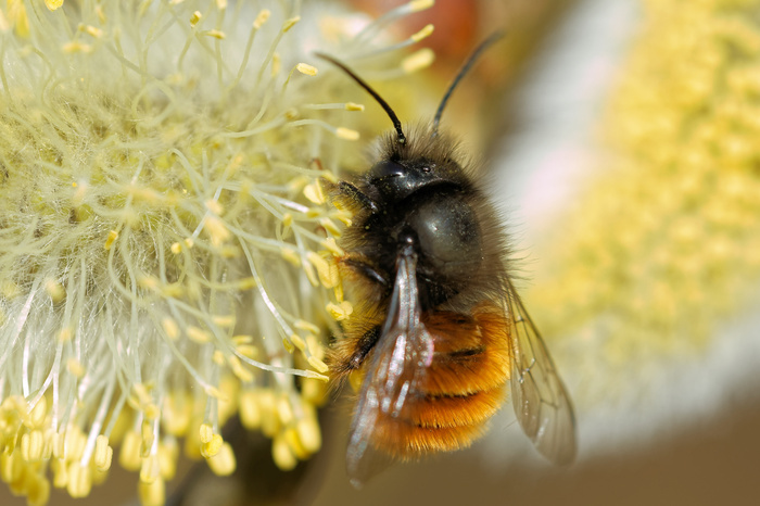 Le monde des pollinisateurs, Jardin des Maguettes, Lille